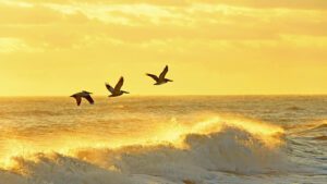 birds flying