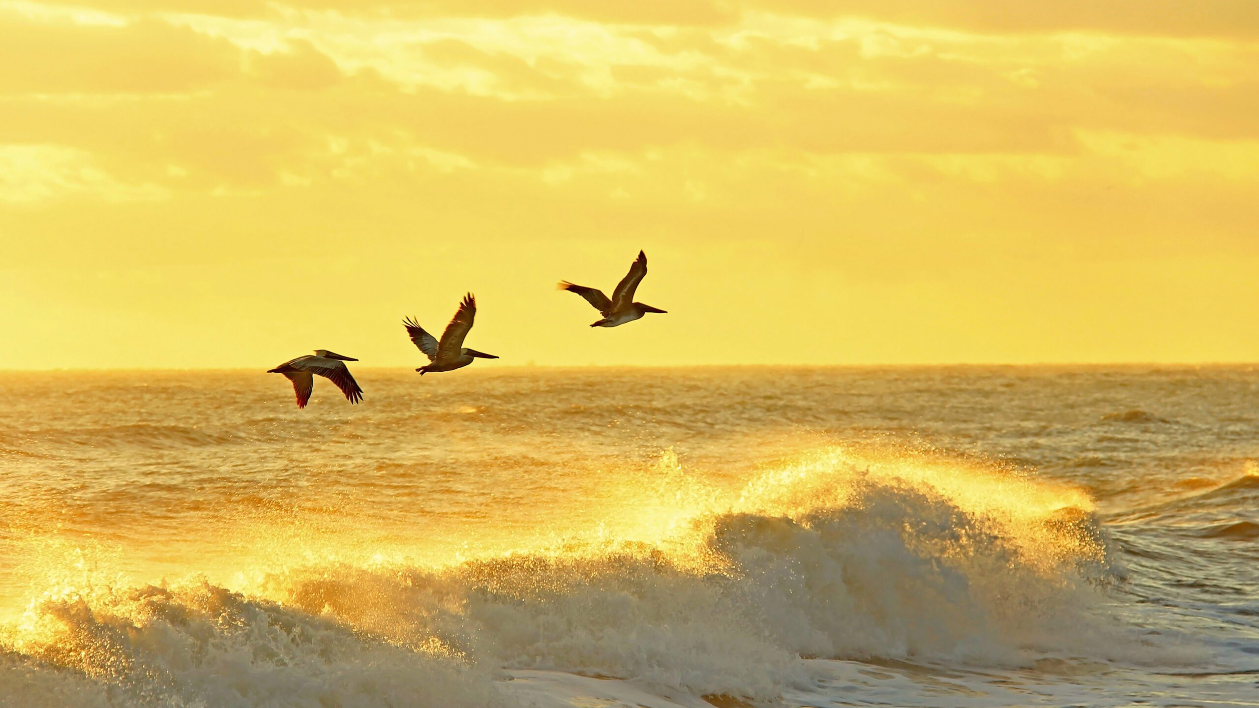 birds flying why bookkeeping is essential blog post image